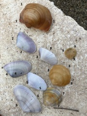 Donax trunculus