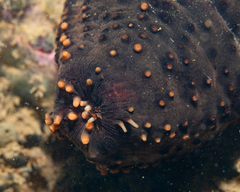 Cucumaria frondosa