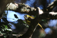 Pycnonotus penicillatus