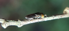 Diptera