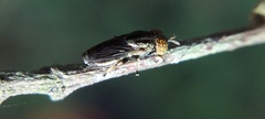 Diptera