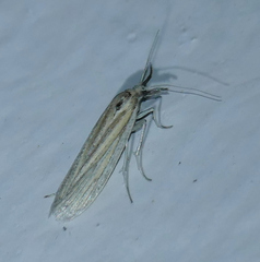 Eufernaldia cadarellus