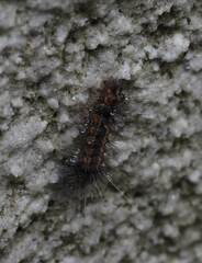 Creatonotos transiens