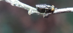 Diptera