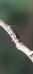 Diptera
