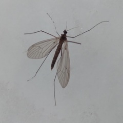 Trichocera annulata