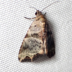 Cobubatha metaspilaris