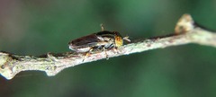 Diptera