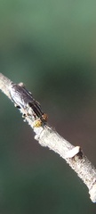 Diptera