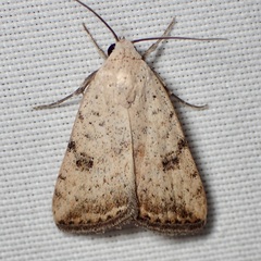 Micrathetis triplex