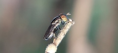 Diptera