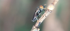 Diptera