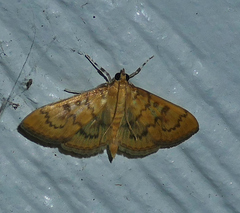 Psara dryalis