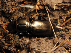 Oregus aereus