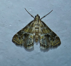 Petrophila avernalis