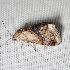 Tripudia balteata