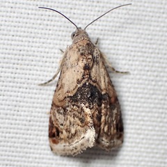 Tripudia balteata