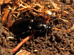 Oregus aereus