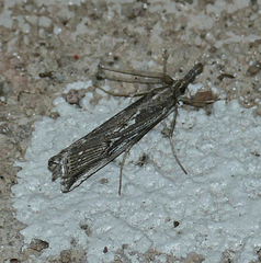 Thaumatopsis repandus