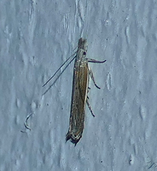 Thaumatopsis repandus