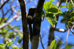 Funambulus palmarum