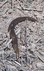 Kontikia ventrolineata