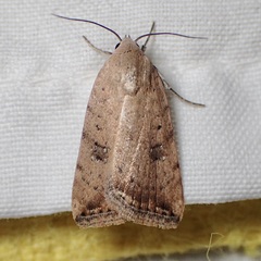 Micrathetis triplex