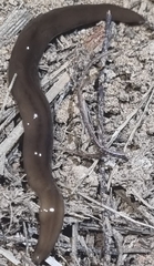 Kontikia ventrolineata