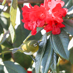 Zosterops ceylonensis