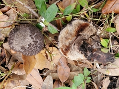 Strobilomyces confusus