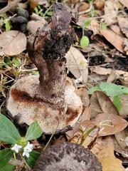 Strobilomyces confusus