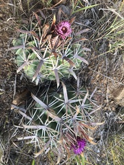 Ferocactus recurvus