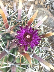 Ferocactus recurvus