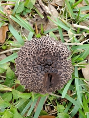 Strobilomyces confusus