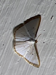 Leuciris fimbriaria
