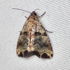 Cobubatha metaspilaris