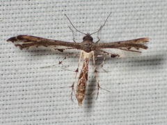 Michaelophorus indentatus