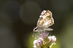 Chiomara asychis