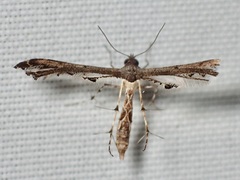 Michaelophorus indentatus