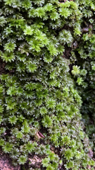 Rhodobryum
