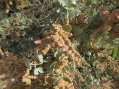 Atriplex nummularia