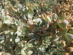 Atriplex nummularia