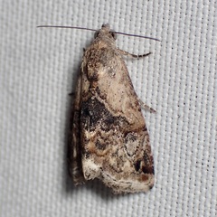 Tripudia balteata