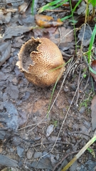 Scleroderma verrucosum