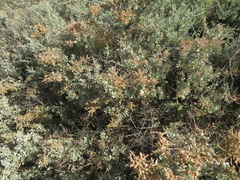 Atriplex nummularia