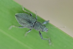 Naupactus