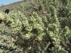 Atriplex confertifolia