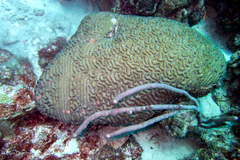 Colpophyllia natans