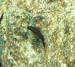 Ophioblennius macclurei