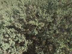 Atriplex confertifolia